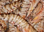 南美白對(duì)蝦飼料的選擇與科學(xué)投喂方法