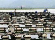 圍堰養(yǎng)殖- 一種最普遍的海參養(yǎng)殖模式