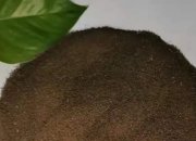 海參飼料的配方是什么方是什么？